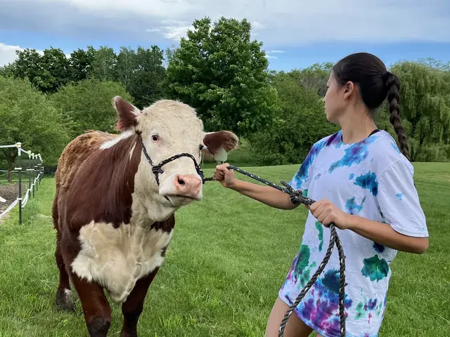 Family photo: child walking beside a cow at a farm